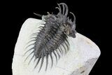Spiny Comura Trilobite - Excellent Preparation #72712-4